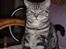 British Shorthair Gustav - Stor dreng efterhånden