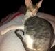 Cornish Rex Yeoman Quinn Quater 
