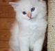 Sibirisk Kat Pina the Fabulos