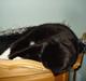 Huskat Blackie