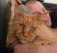 Maine Coon Micharlos Don Juan