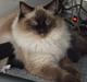 Ragdoll DK Vandoll Incredible Isak/ LEO
