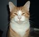 Huskat Garfield (Gaffe) R.I.P.