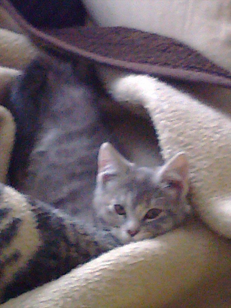 Blanding af racer Nellie billede 6