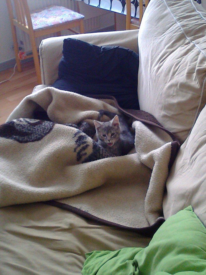 Blanding af racer Nellie billede 7