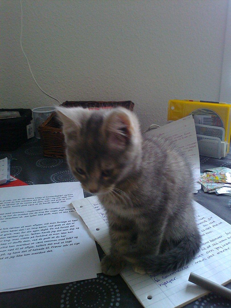 Blanding af racer Nellie billede 8