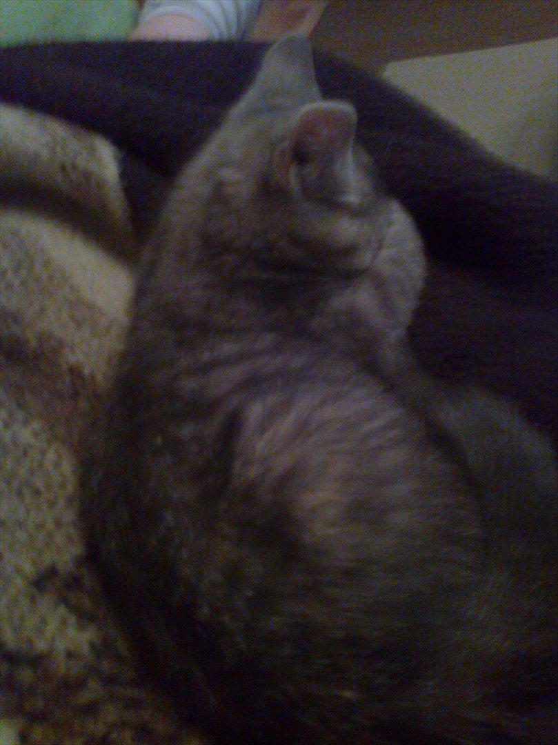 Blanding af racer Nellie billede 9