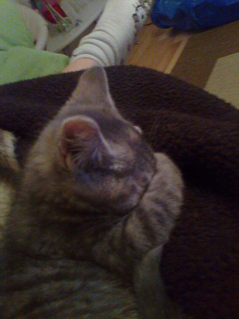 Blanding af racer Nellie billede 10