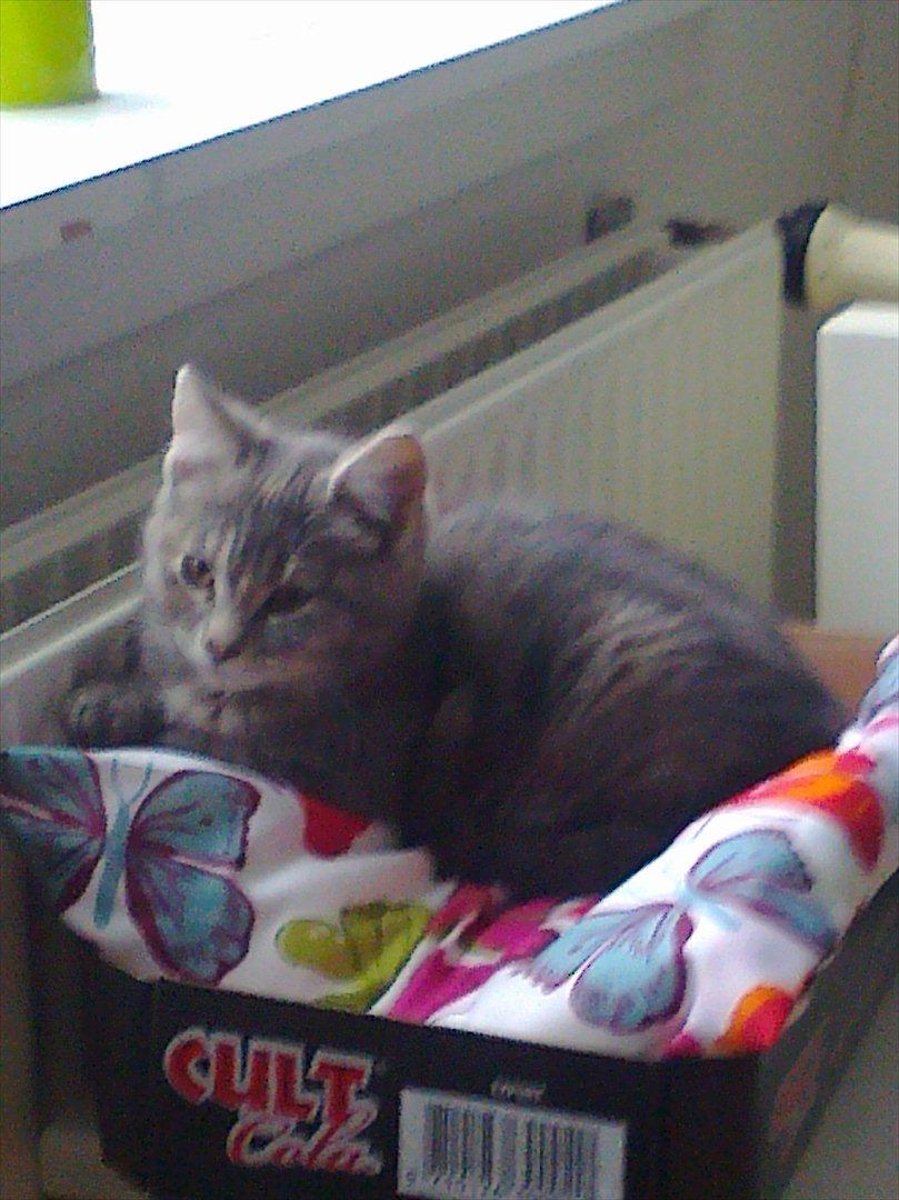 Blanding af racer Nellie billede 11