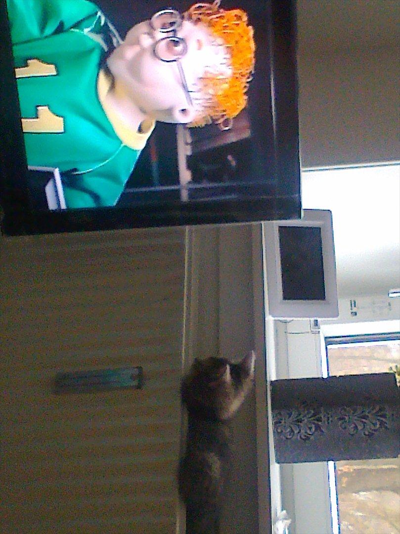 Blanding af racer Nellie billede 12