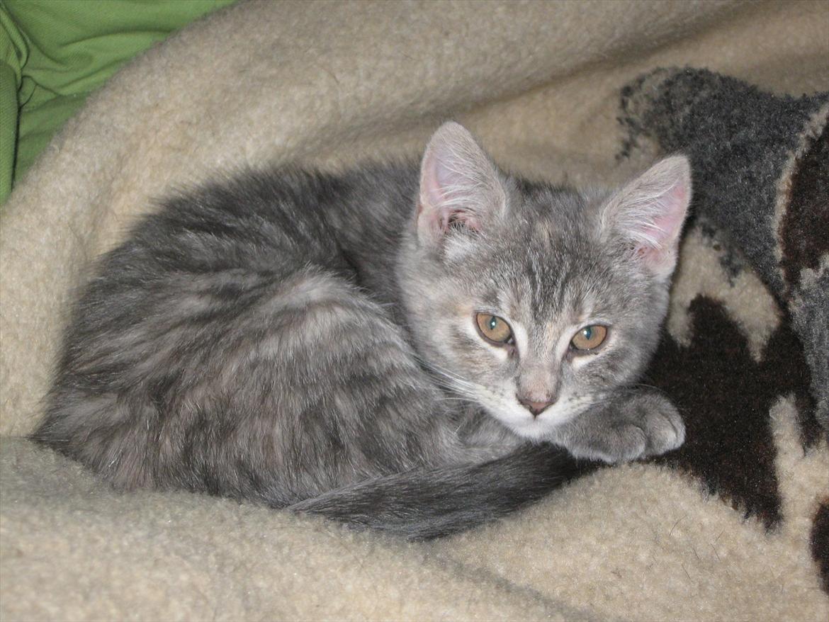 Blanding af racer Nellie billede 13