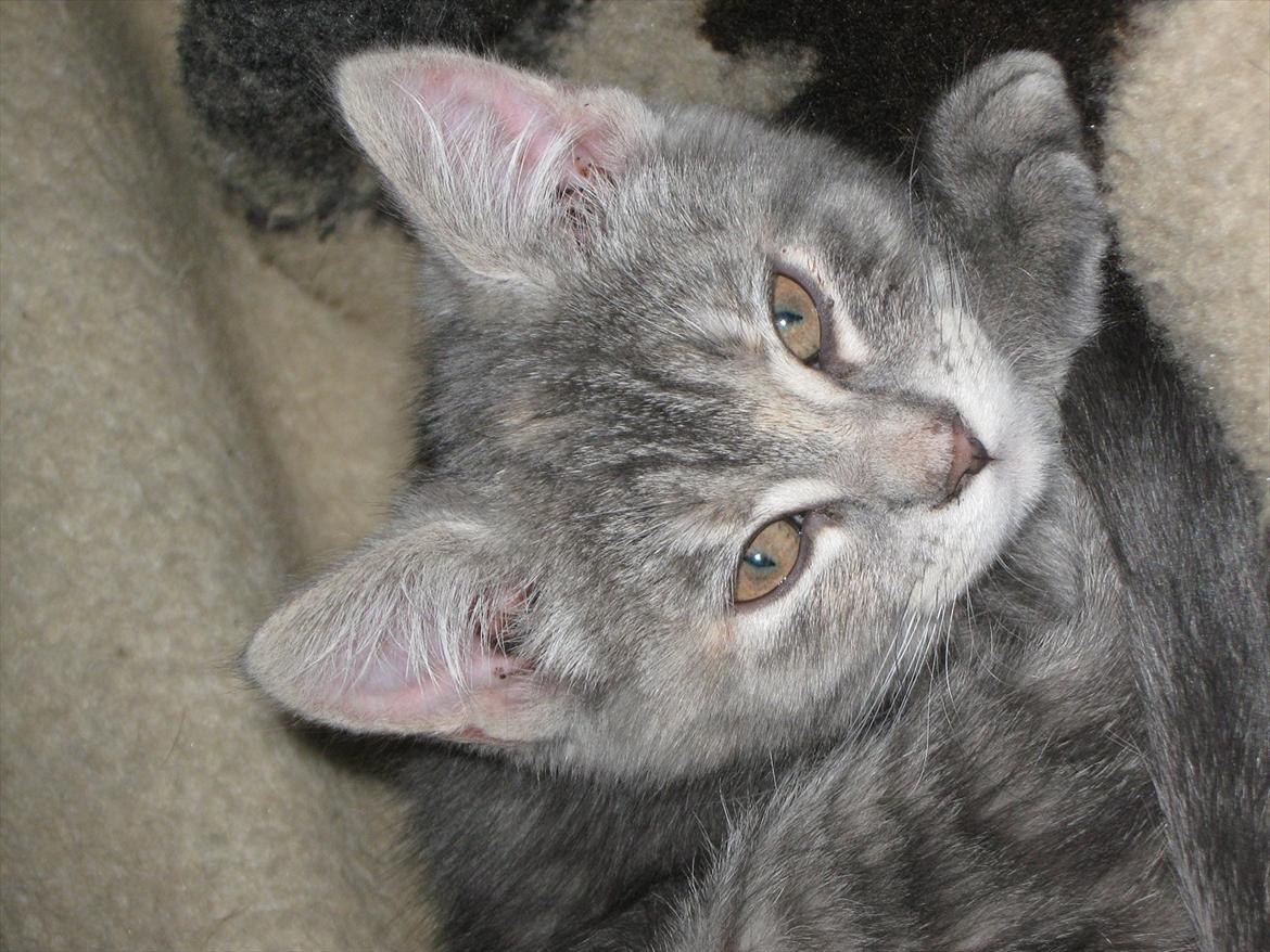 Blanding af racer Nellie billede 14