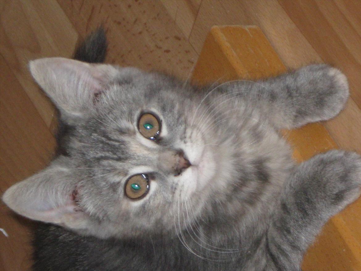 Blanding af racer Nellie billede 15