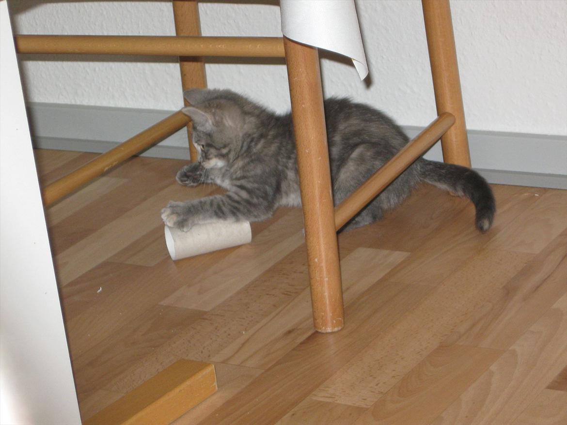 Blanding af racer Nellie billede 16