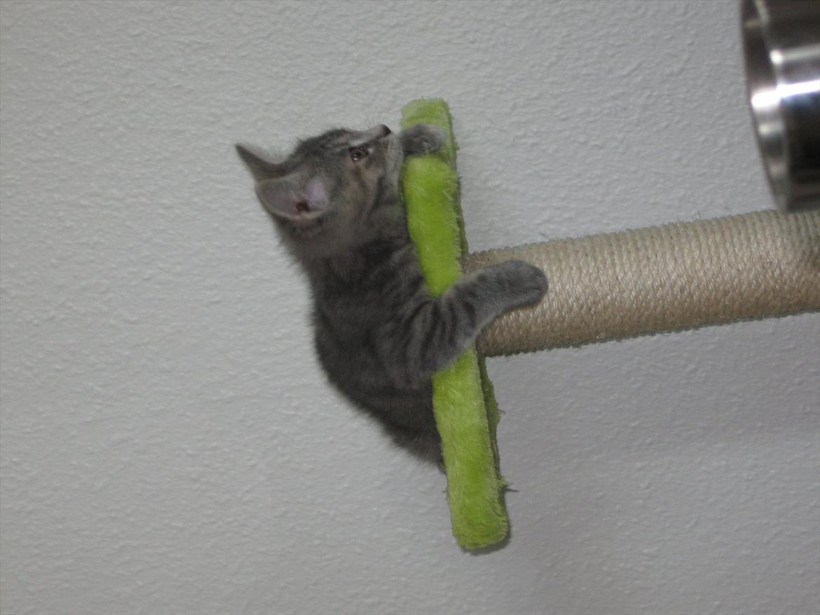 Blanding af racer Nellie billede 17