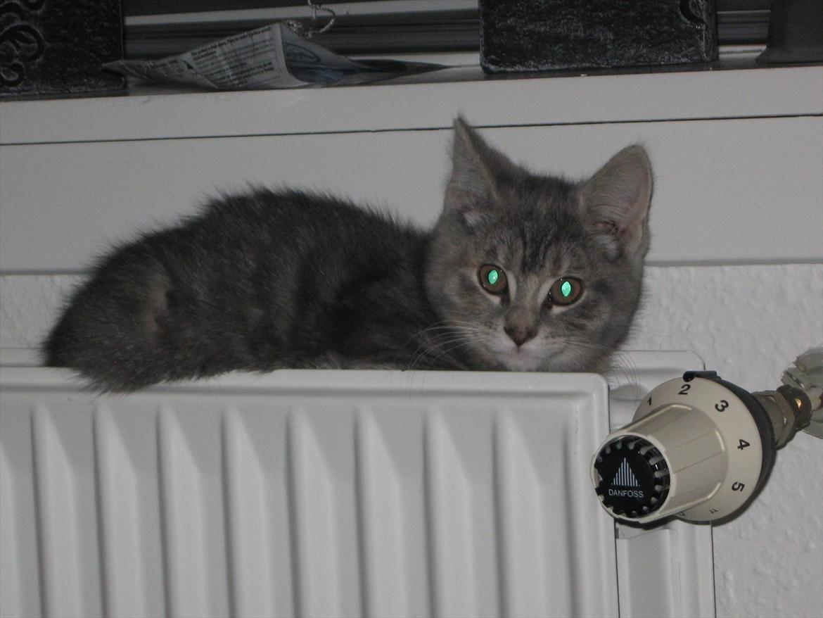 Blanding af racer Nellie billede 18