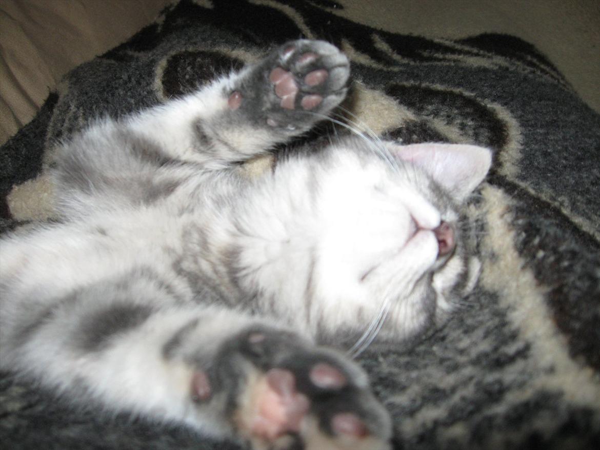 Blanding af racer Nellie billede 19