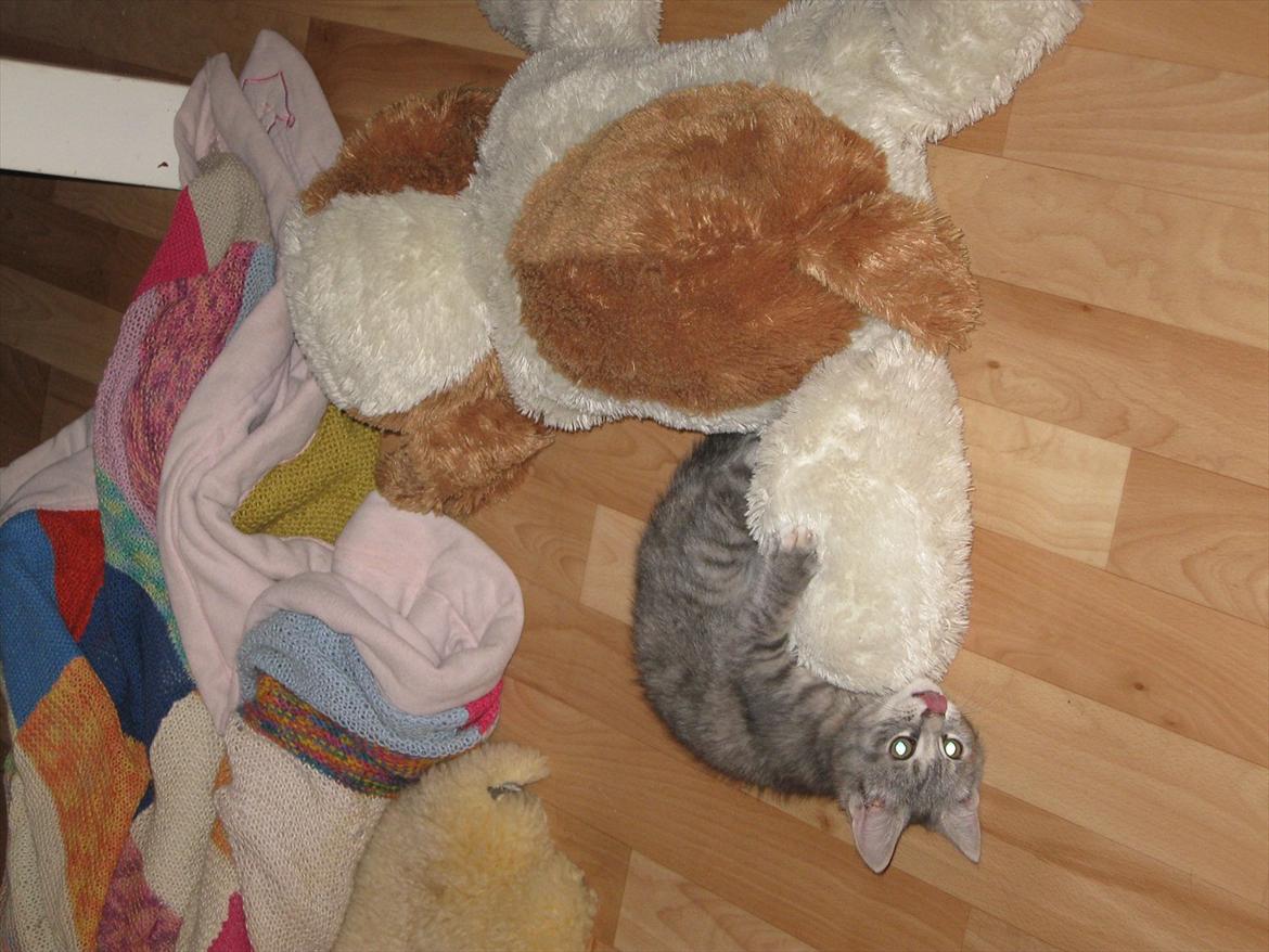 Blanding af racer Nellie billede 20