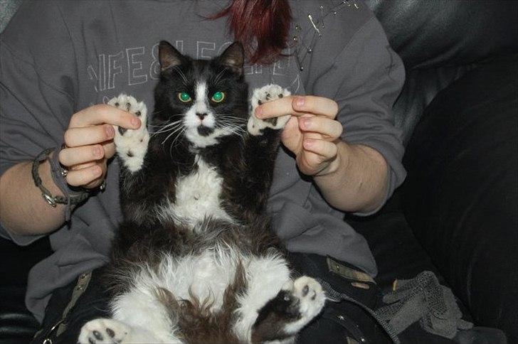 Blanding af racer Bruce - Hænder på Bruce ! ;) billede 1