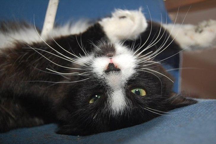 Blanding af racer Bruce - Er jeg ikke dejlig ;) billede 2