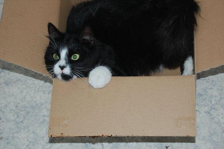 Blanding af racer Bruce - Min kasse !! billede 3