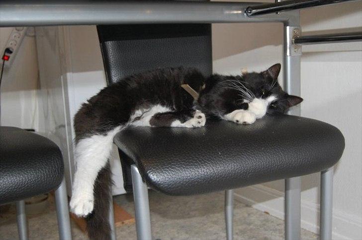 Blanding af racer Bruce - Jaa !! Stolen !! billede 4