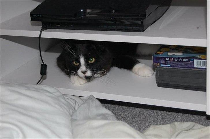 Blanding af racer Bruce - Vi leger .. billede 5