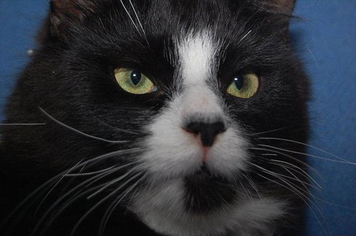 Blanding af racer Bruce - Jeg er sur ! du skal ikke tage billeder af mig ! billede 6