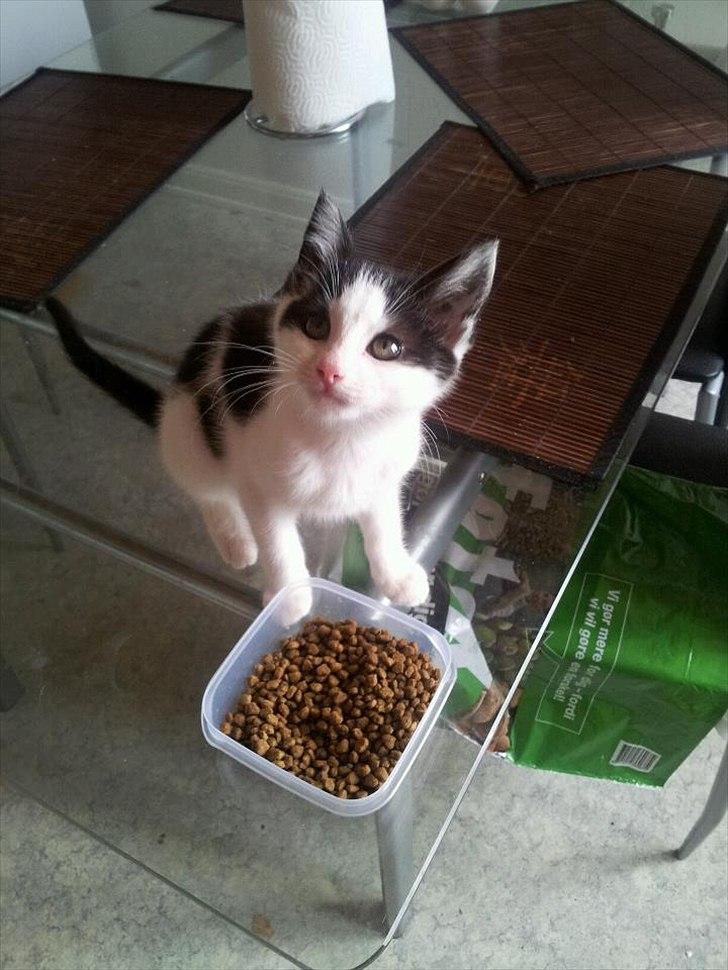 Huskat Nika - Det er fra da vi fik hende i okt i 2011.. billede 11