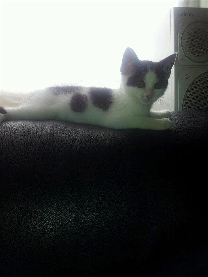 Huskat Nika - Sofaen er bare stedet billede 2