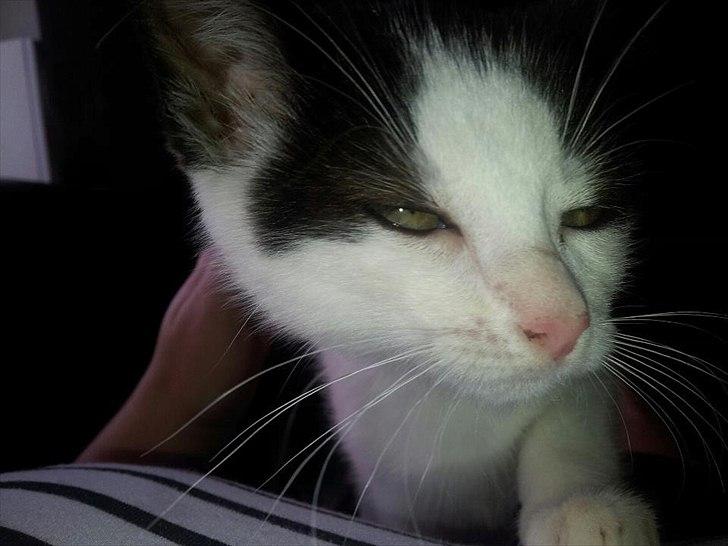 Huskat Nika - Blits er Nika ikke fan af... billede 3