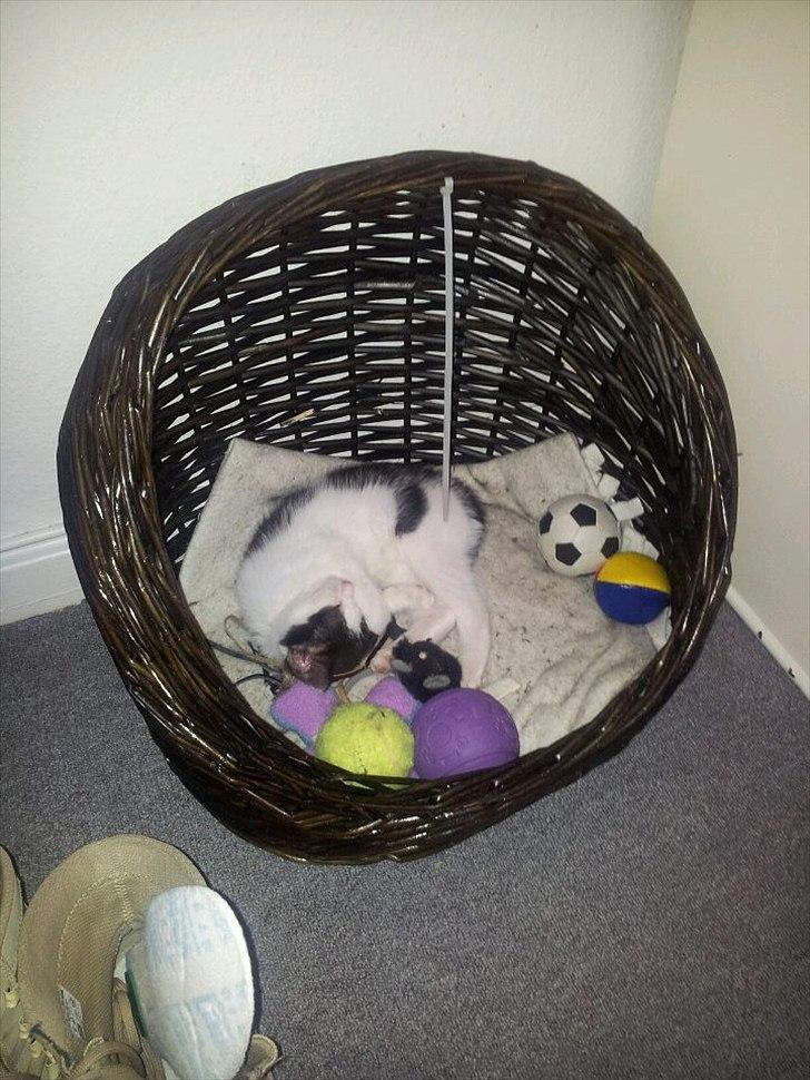 Huskat Nika - Det er hårdt at være lille .. ;) billede 4