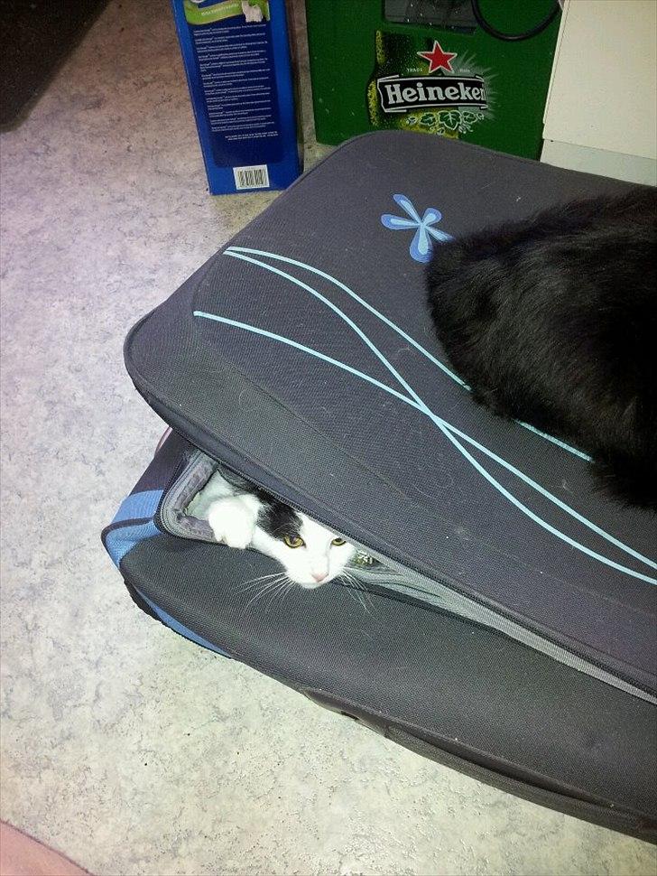 Huskat Nika - Kattene leger i en kuffert ;) billede 5