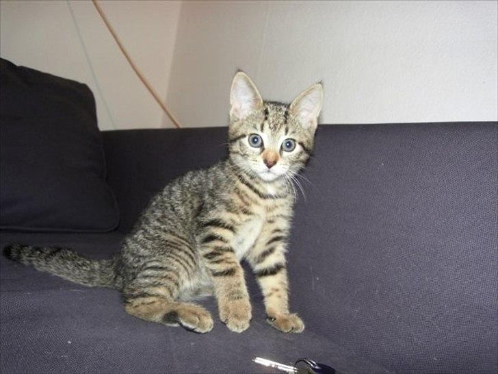 Huskat Mille billede 1