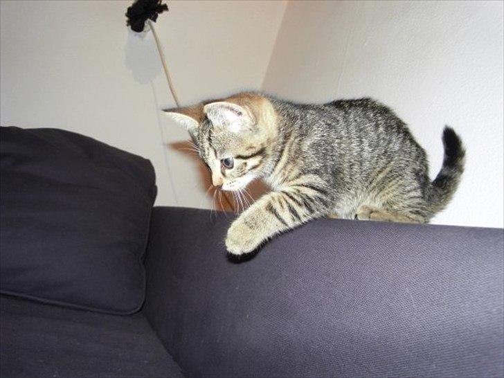 Huskat Mille billede 2