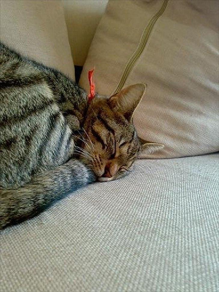 Huskat Mille billede 3