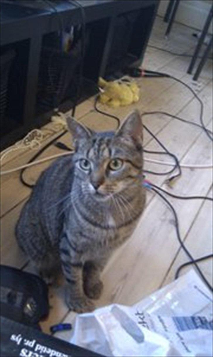 Huskat Mille billede 5