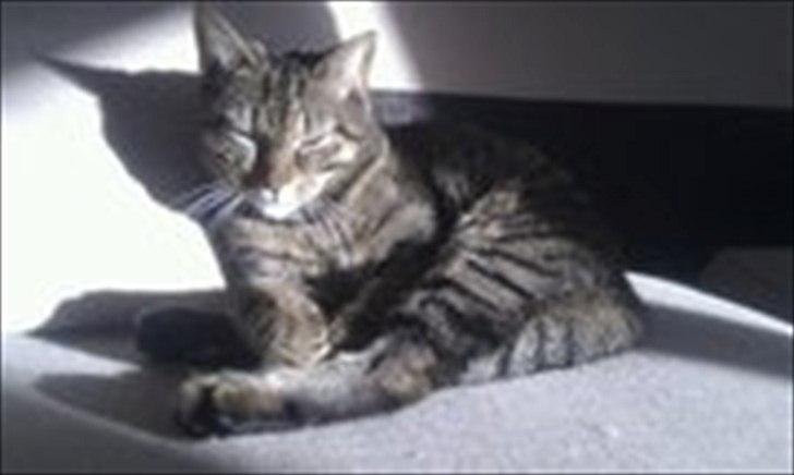 Huskat Mille billede 6