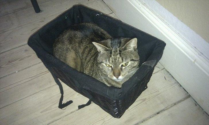 Huskat Mille billede 7