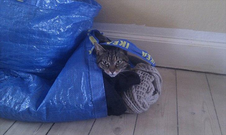 Huskat Mille billede 8