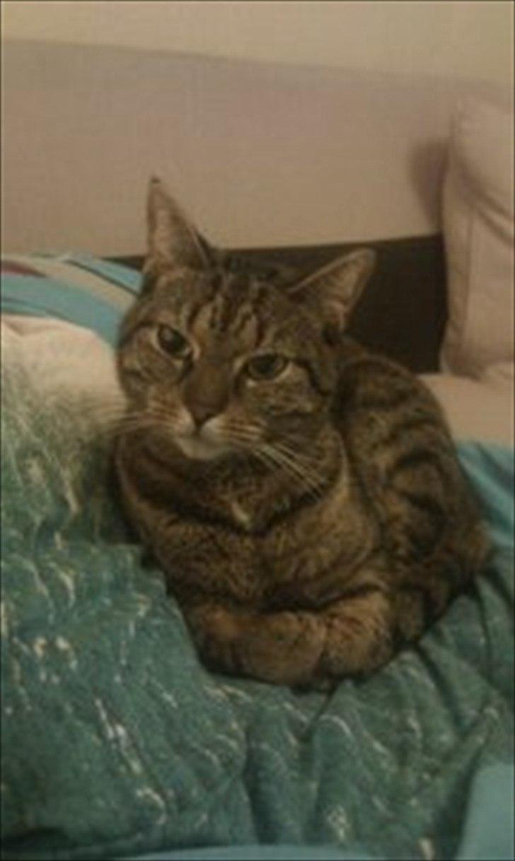 Huskat Mille billede 9