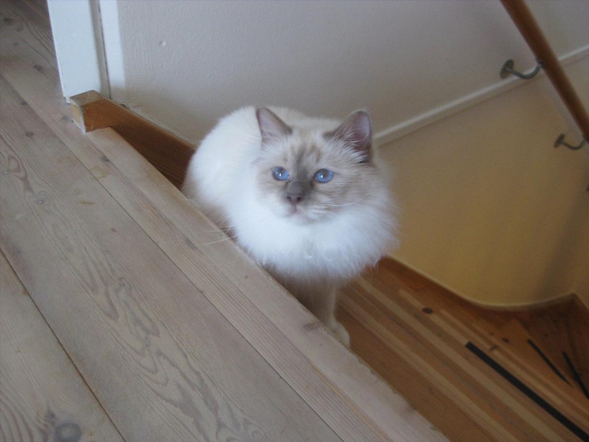 Hellig Birma Chicabee Tenzii billede 18