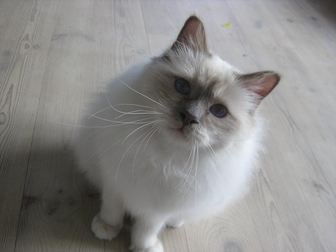 Hellig Birma Chicabee Tenzii billede 17