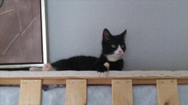 Huskat Toby DØD billede 14