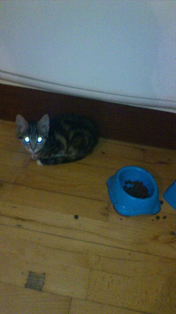 Huskat lille mis billede 6