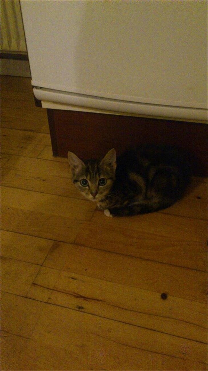 Huskat lille mis - er han ike sød billede 7