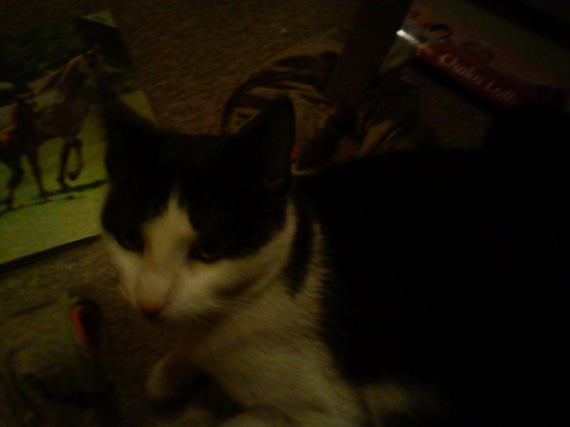 Huskat sasha - den sødeste billede 1