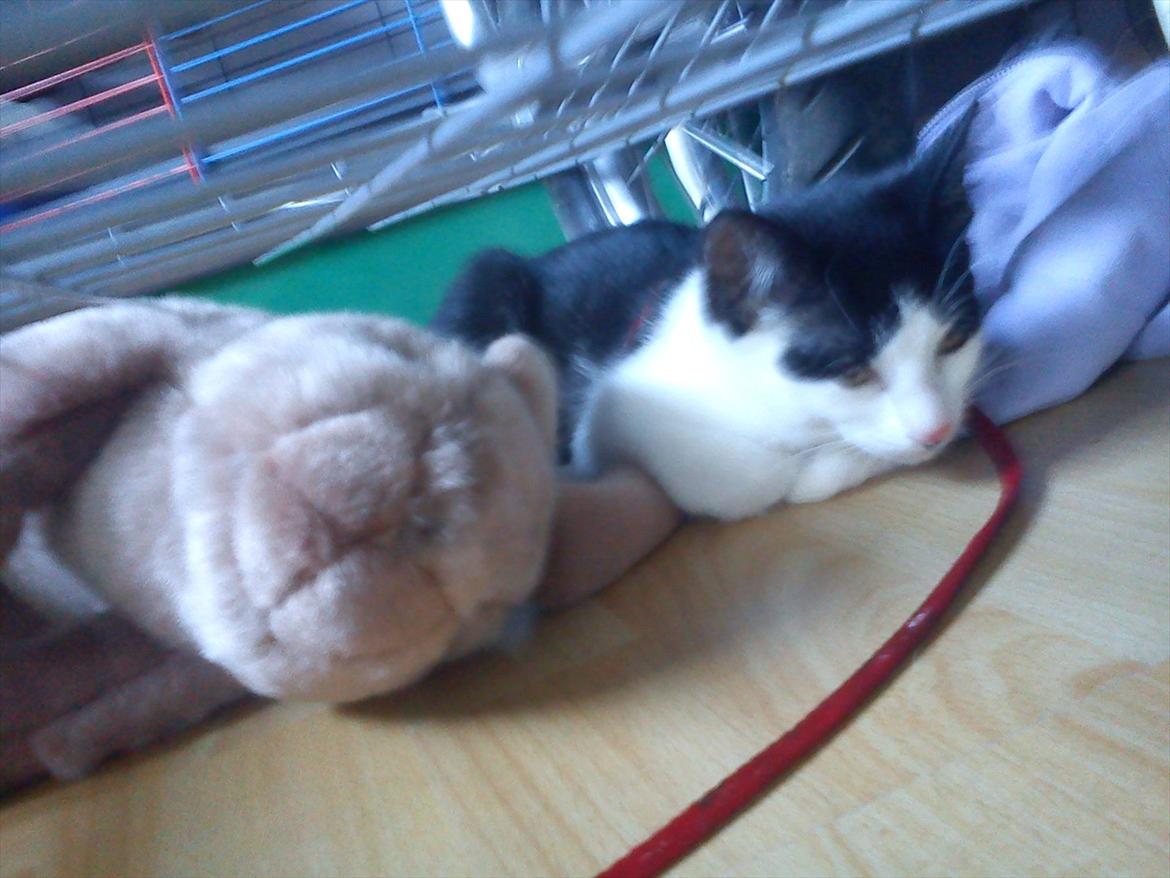 Huskat sasha - da hun lige var kommet hjem til os billede 2