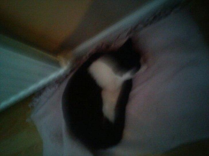 Huskat sasha - jeg tager mig lige en slapper billede 3