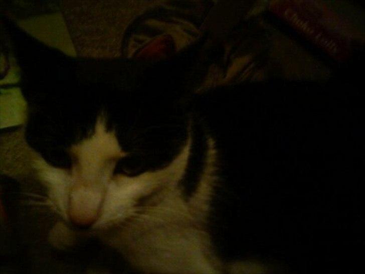 Huskat sasha billede 4